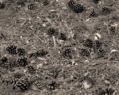 Pine Cones in Provincetown